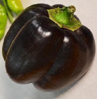 Bella Noir Mild Sweet Bell Pepper Seeds, Bold Garden Vegetables