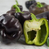 Midnight Dream Pepper Seeds, Ebony Black Garden Vegetables