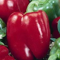 Lipstick Pepper Seeds, Garden Vegetables