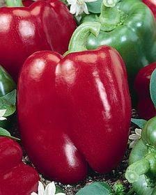 Lipstick Pepper Seeds, Garden Vegetables
