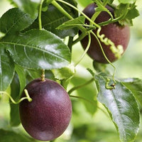 Passiflora Edulis Vine, Purple Passion Fruit Maracuya Morado, Live Plant