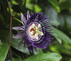 Passiflora Edulis Vine, Purple Passion Fruit Maracuya Morado, Live Plant