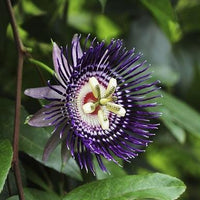 Passiflora Edulis Vine, Purple Passion Fruit Maracuya Morado, Live Plant