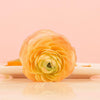 Ranunculus 10 Corms - Tecolote Gold By Easy To Grow Bulbs