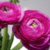 Ranunculus 10 Corms - Tecolote Purple By Easy To Grow Bulbs