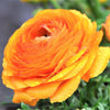 Ranunculus 10 Corms - Tecolote Rainbow Mix - By Easy To Grow Bulbs