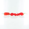 Primotalii Red Pepper Seeds, Extremely HOT Chilis Garden Vegetables