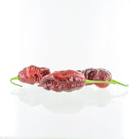Chocolate Gator Jigsaw Chili Pepper Seeds, HIGH SHU's Garden Vegetables