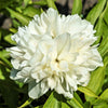 Peony 1 Root / Tuber - Alba Plena By Easy To Grow Bulbs
