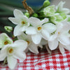 Narcissus - Paperwhite Nir (17+ cm) By Easy To Grow Bulbs