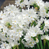 Narcissus - Paperwhite Ziva (17+ cm Bulbs) By Easy To Grow Bulbs