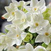 Narcissus - Paperwhite Ziva (17+ cm Bulbs) By Easy To Grow Bulbs