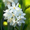 Narcissus - Paperwhite Ziva (17+ cm Bulbs) By Easy To Grow Bulbs