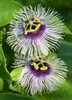 Passiflora edulis 'Bounty', Fruit Vine Live Plant