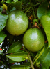 Passiflora edulis 'Bounty', Fruit Vine Live Plant