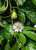 Passiflora edulis 'Bounty', Fruit Vine Live Plant