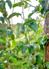 Passiflora edulis 'Bounty', Fruit Vine Live Plant