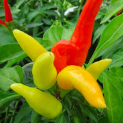 Patio Fire & Ice Pepper Seeds, Ornamental Garden Vegetables