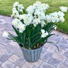 Narcissus - Paperwhite Ziva (17+ cm Bulbs) By Easy To Grow Bulbs