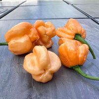 Peach Scotch Bonnet Pepper Seeds, Caribbean Garden Vegetables
