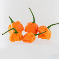 Peach Scotch Bonnet Pepper Seeds, Caribbean Garden Vegetables