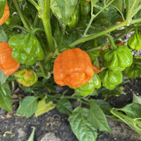 Peach Scotch Bonnet Pepper Seeds, Caribbean Garden Vegetables