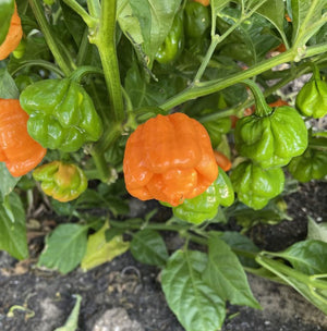 Peach Scotch Bonnet Pepper Seeds, Caribbean Garden Vegetables