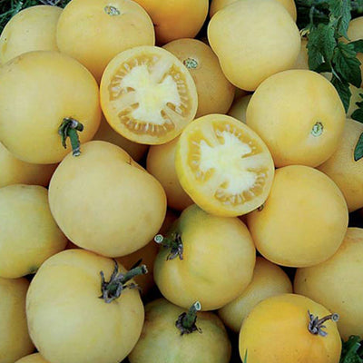 Wapsipinicon Peach Tomato Seeds, Unique Garden Vegetables