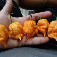 California Reaper Seeds, Insanely hot!  Garden Vegetables