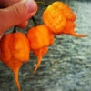 California Reaper Seeds, Insanely hot!  Garden Vegetables