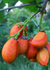 Bunchosia argentea, Peanut Butter Fruit Tree - Live Plant