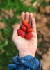 Bunchosia argentea, Peanut Butter Fruit Tree - Live Plant