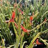 Pedilanthus Macrocarpus, Lady Slipper Succulent Plant