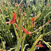 Pedilanthus Macrocarpus, Lady Slipper Succulent Plant