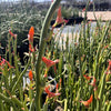 Pedilanthus Macrocarpus, Lady Slipper Succulent Plant