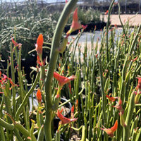 Pedilanthus Macrocarpus, Lady Slipper Succulent Plant