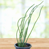 Pedilanthus Macrocarpus, Lady Slipper Succulent Plant