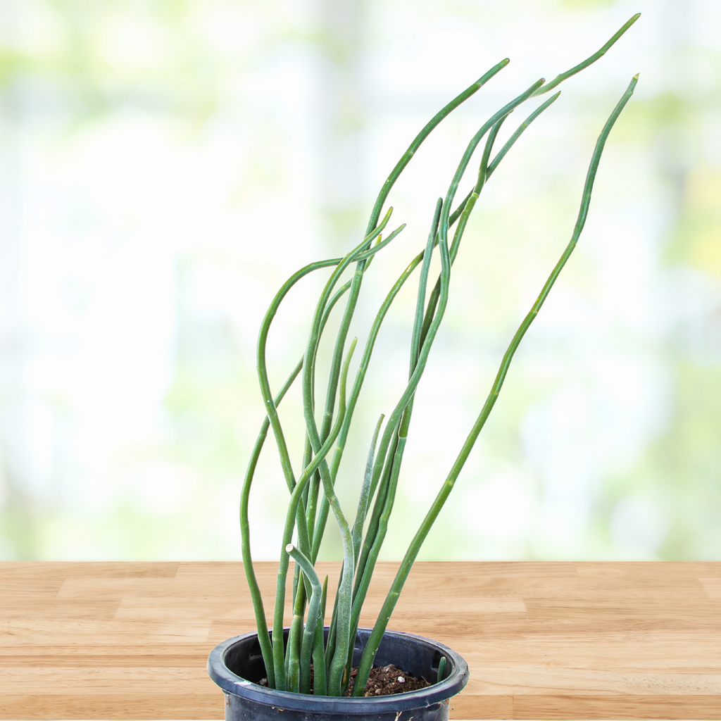 succulent slipper plant Pedilanthus Macrocarpus, Lady Slipper Succulent Plant