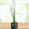 Pedilanthus Macrocarpus, Lady Slipper Succulent Plant
