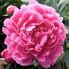 Peony 1 Bulb Root - Dr Alexander Flemming by Easy To Grow Bulbs
