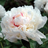 Peony 1 Bulb Root - Fragrant Festiva Maxima By Easy To Grow Bulbs