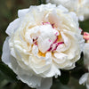 Peony 1 Bulb Root - Fragrant Festiva Maxima By Easy To Grow Bulbs