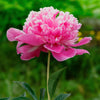 Peony 1 Bulb Root - Fragrant Madame Emile Debatene By Easy To Grow Bulbs