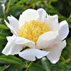 Peony 1 Root - Huge Fragrant Moon of Nippon By Easy To Grow Bulbs