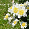 Peony 1 Root - Huge Fragrant Moon of Nippon By Easy To Grow Bulbs