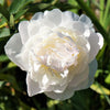 Peony 1 Root / Tuber - Alba Plena By Easy To Grow Bulbs