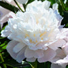 Peony 1 Root / Tuber - Alba Plena By Easy To Grow Bulbs