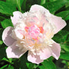 Peony 1 Root / Tuber - Fragrant Shirley Temple By Easy To Grow Bulbs