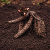 Peony 1 Root / Tuber - Fragrant Shirley Temple By Easy To Grow Bulbs