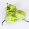 I Scream Scorpion Pepper Seeds, Garden Vegetables